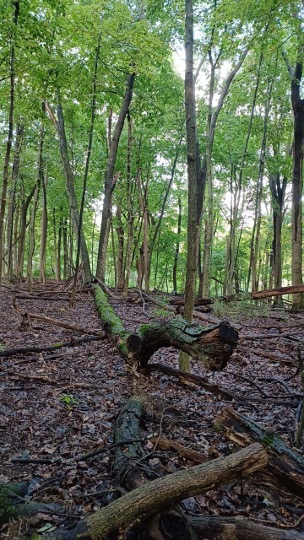 Thompson Woods Preserve — Picture4